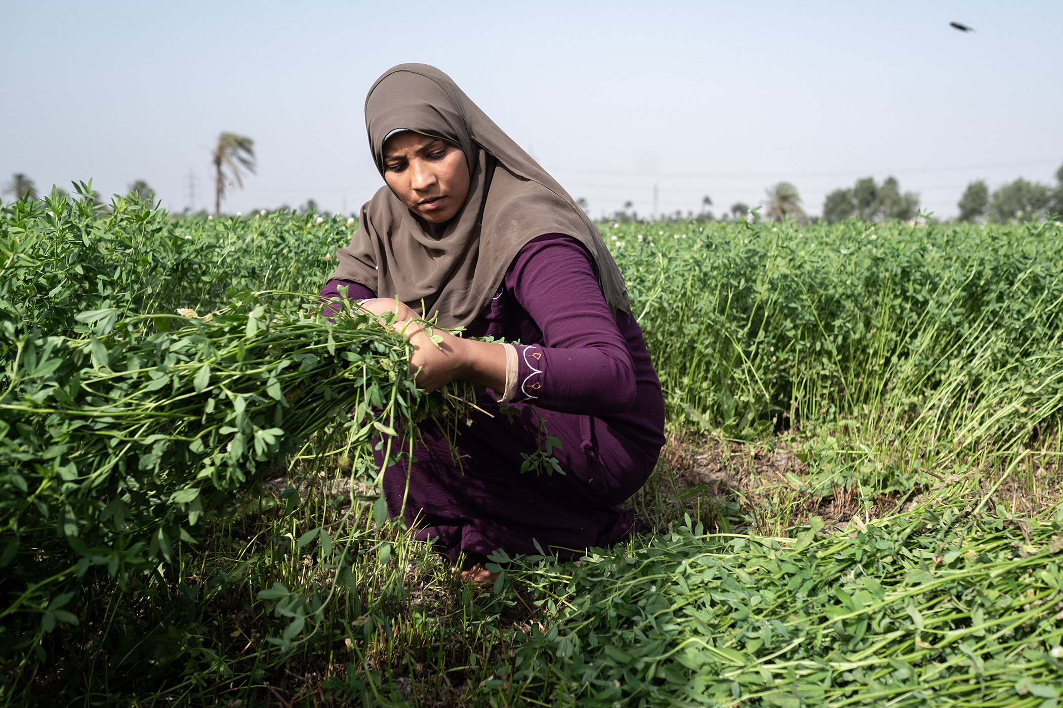 Farming on the Frontlines