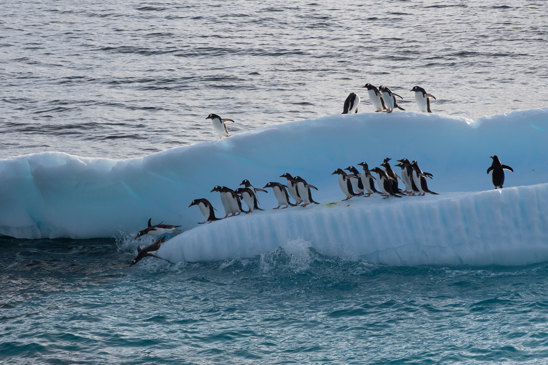 Gentoo penguins on an ice flow in Errera channel, Antarctic Peninsula.
