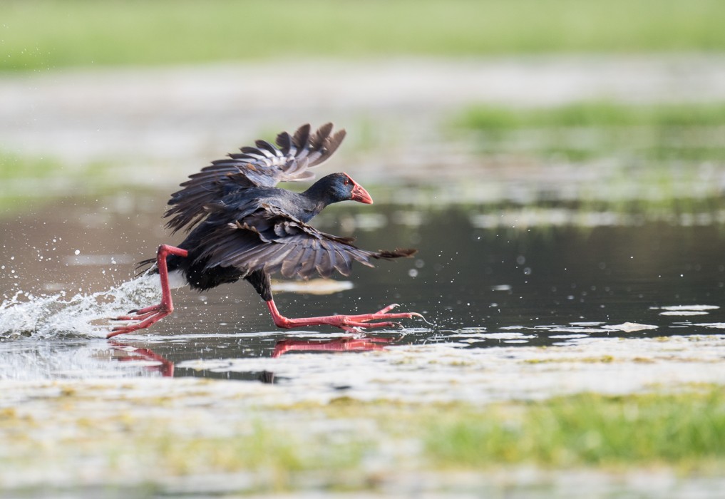 The sultana bird in the Dar Bouazza wetland in Morocco.