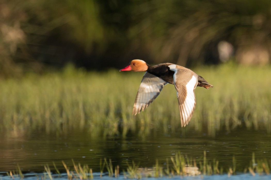 A red-crested pochard, a diving duck, in the Dar Bouazza wetland in Morocco.