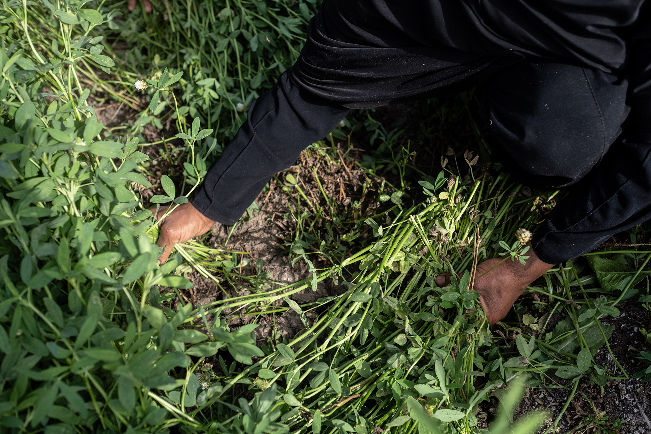 Farming on the Frontlines