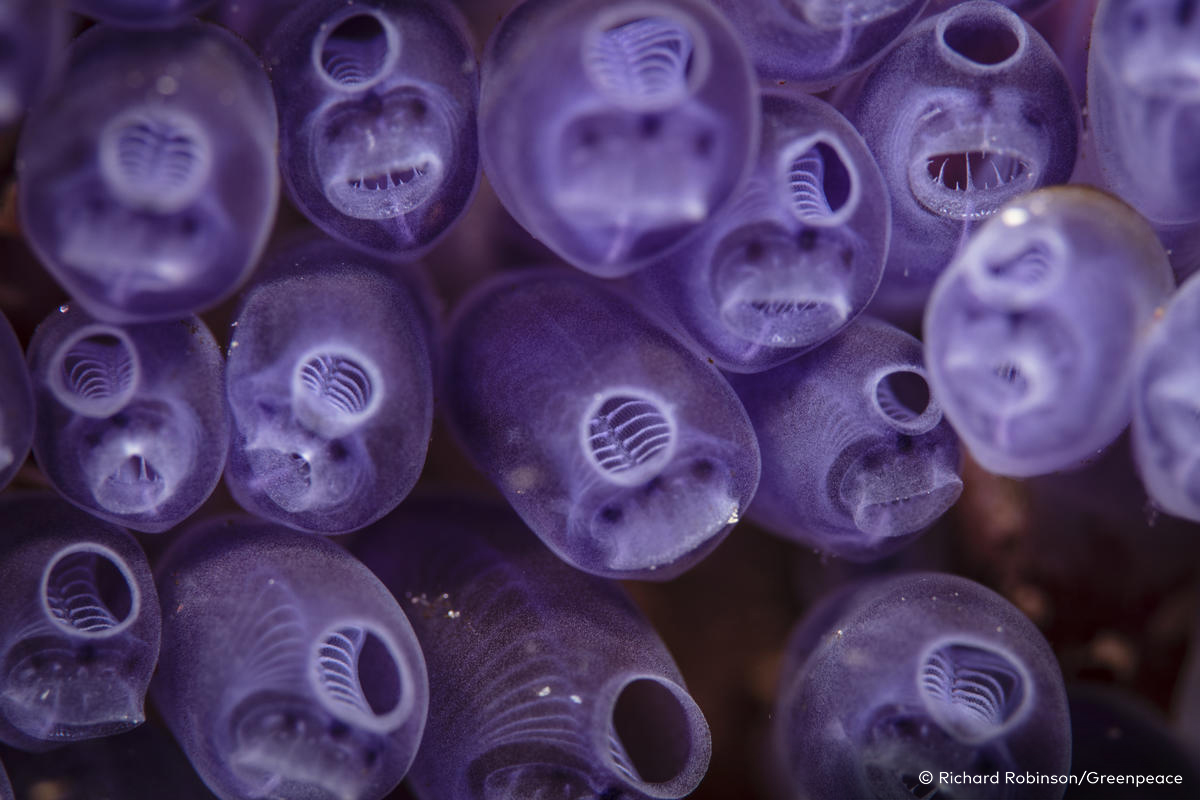 Greenpeace, Making Oil History Rainbow Warrior Tour.