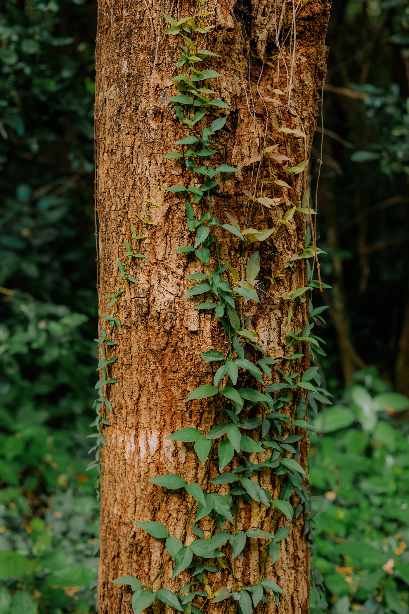 Winnie Cheche photographed at the Nairobi Arboretum.
