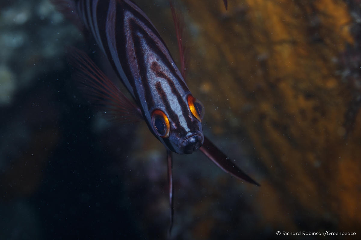 Greenpeace, Making Oil History Rainbow Warrior Tour.