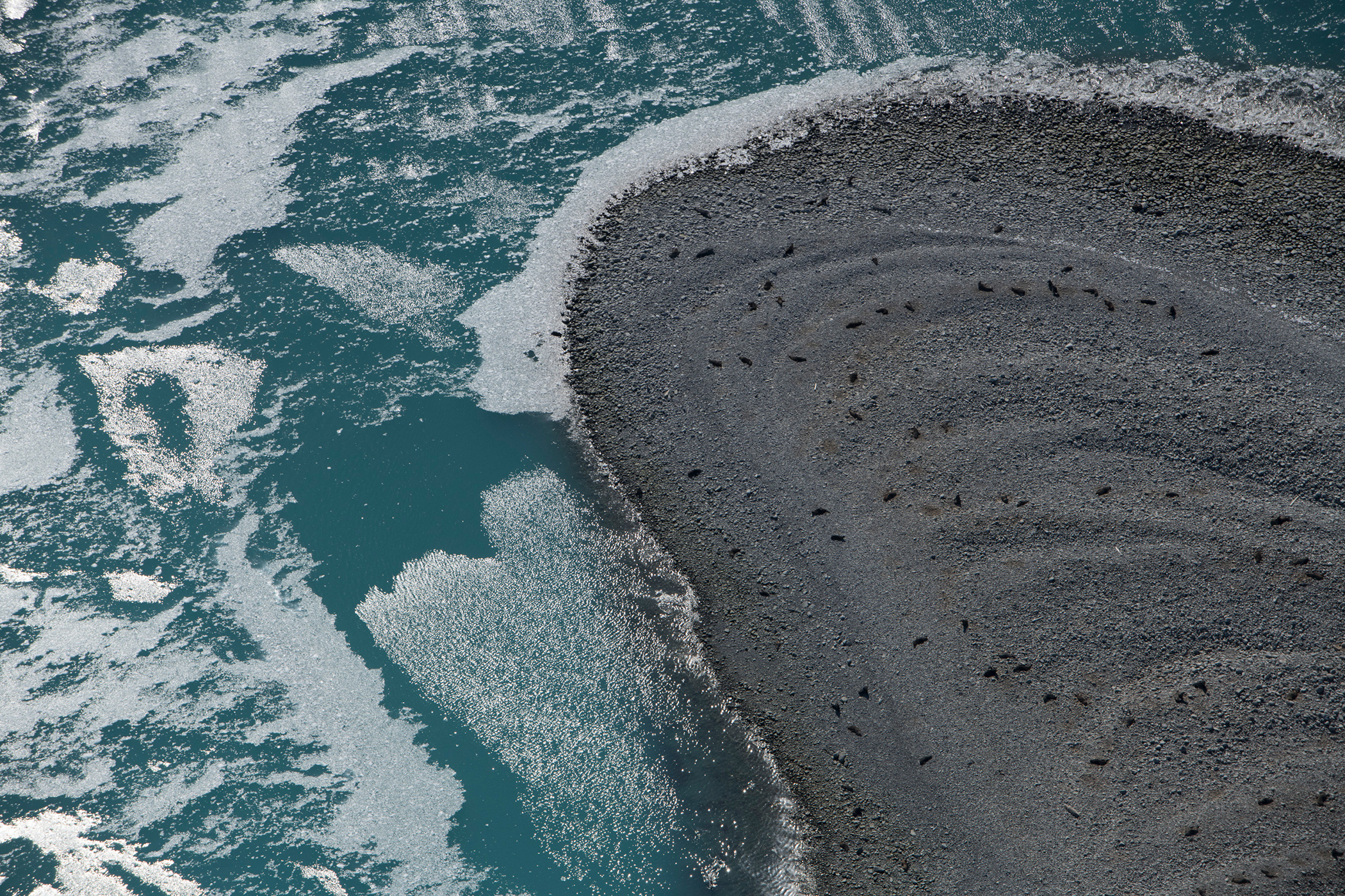 Seals, photographed near Hardy Cove, on Greenwich Island in the South Shetland Islands, Antarctica.