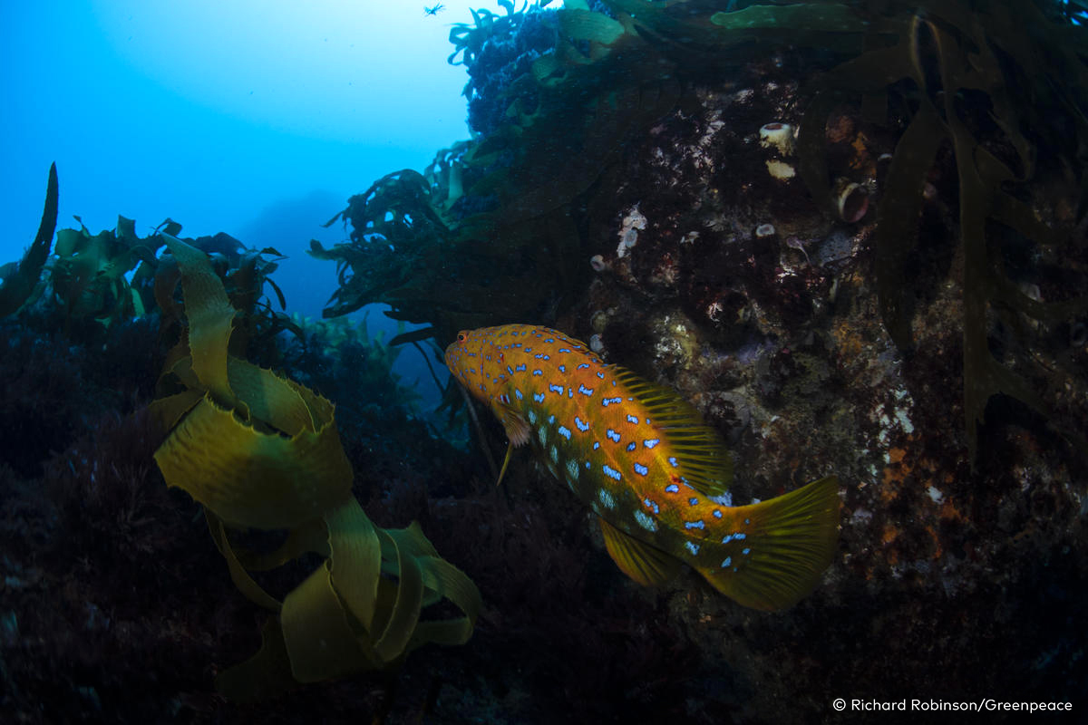 Greenpeace, Making Oil History Rainbow Warrior Tour.
