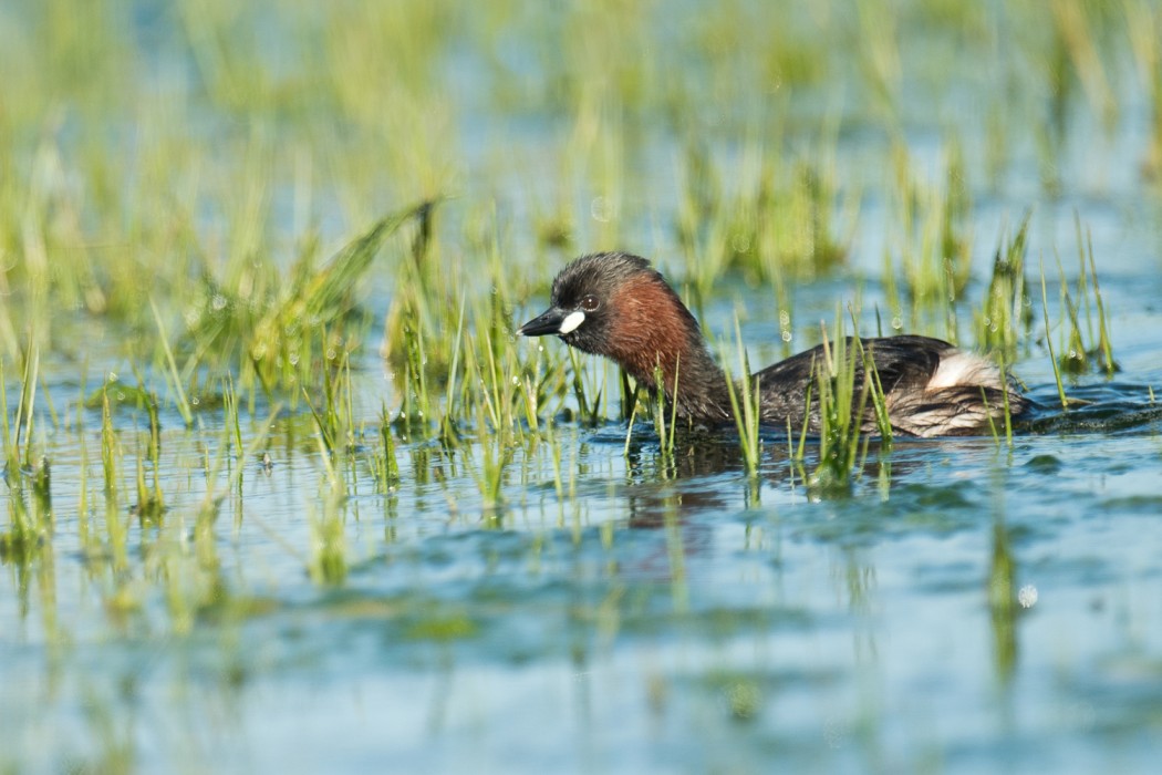 A horned grebe, a small water bird, in the Dar Bouazza wetland.