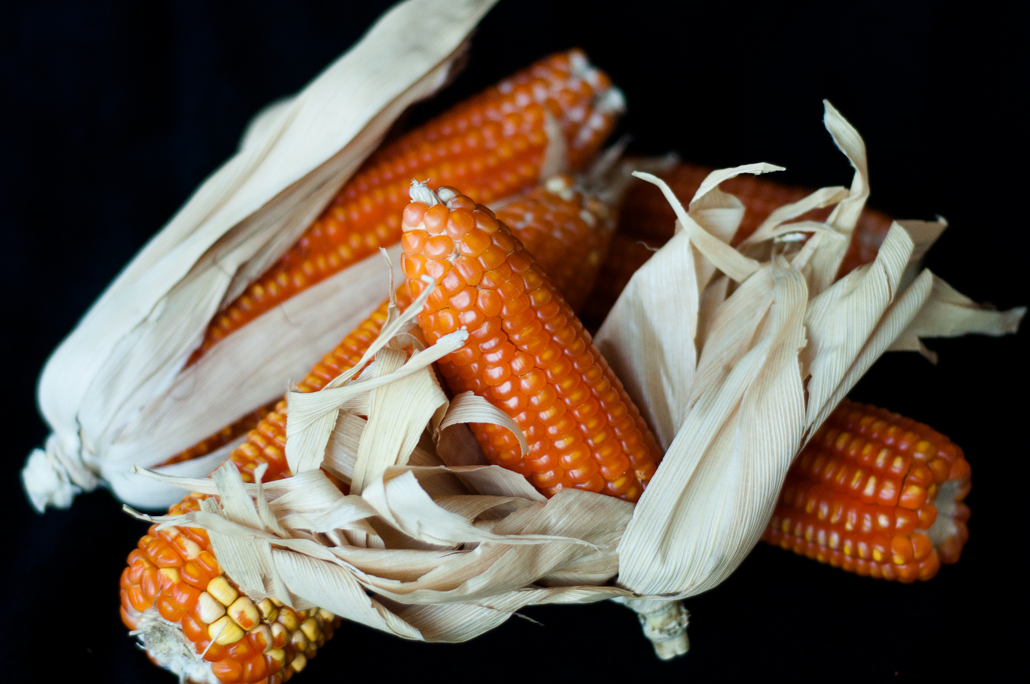 A New Maize Is Helping Feed Zimbabwe — But Not