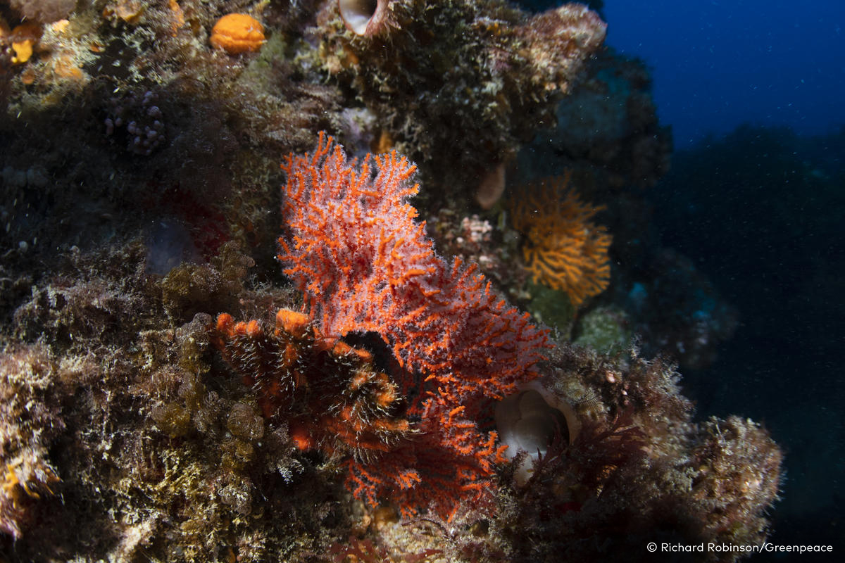 Greenpeace, Making Oil History Rainbow Warrior Tour.