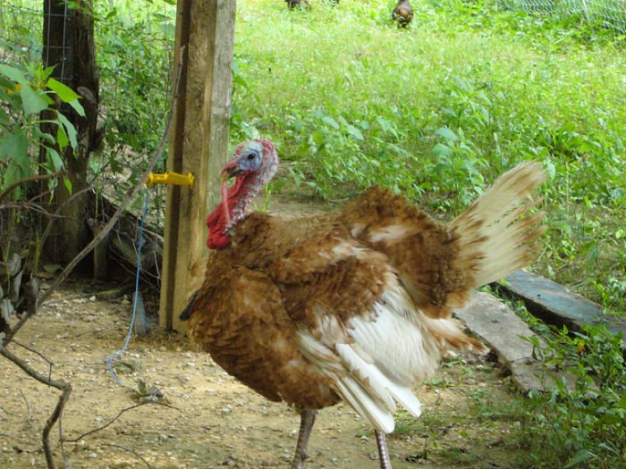 why it s worth it to meet your meat this thanksgiving why it s worth it to meet your meat this thanksgiving b1 jpg
