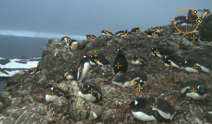 penguin pic marking penguinwatch.jpg