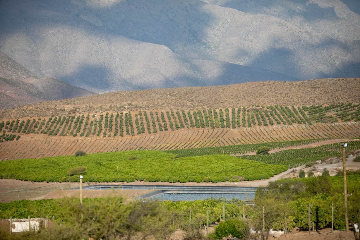 Chile S Booming Avocado Business Blamed For Water Shortages