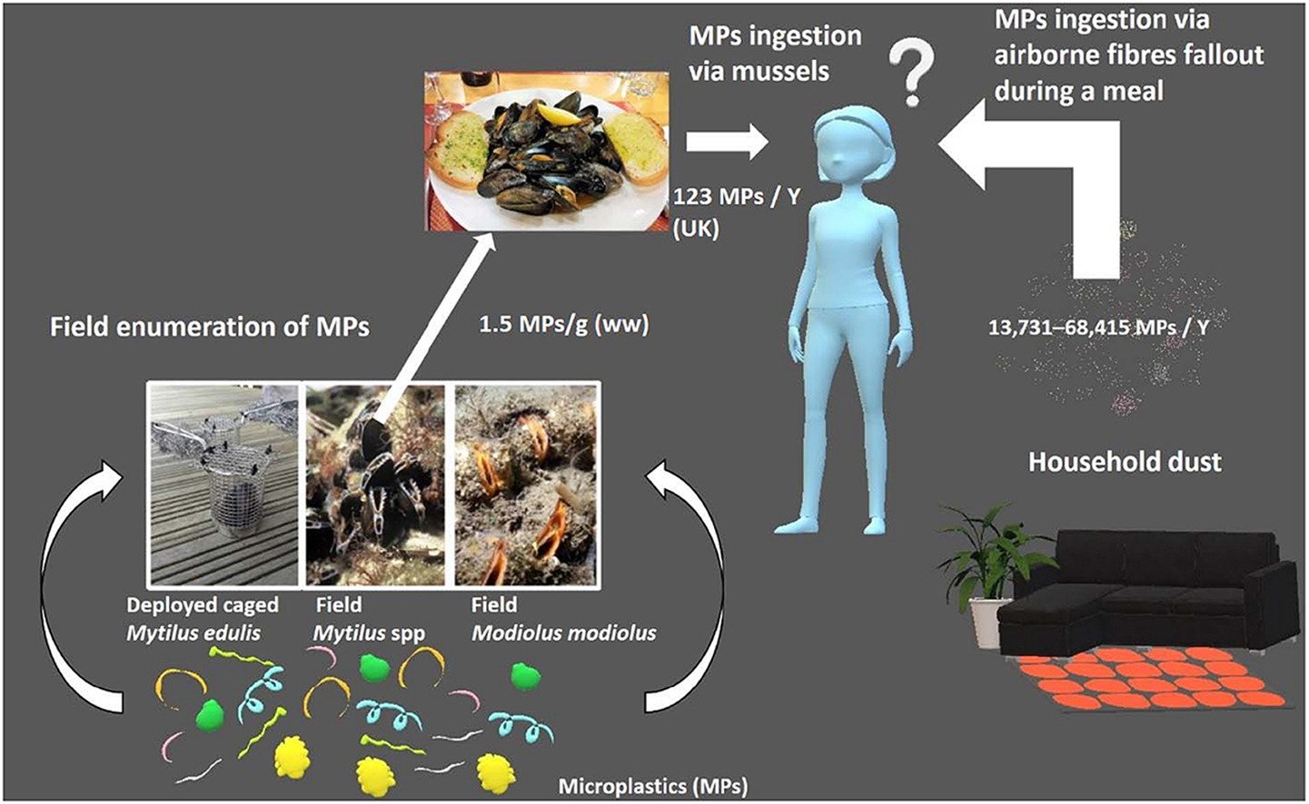 The Average Person Eats 70,000 Microplastics Each Year