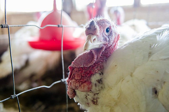 why it s worth it to meet your meat this thanksgiving why it s worth it to meet your meat b2