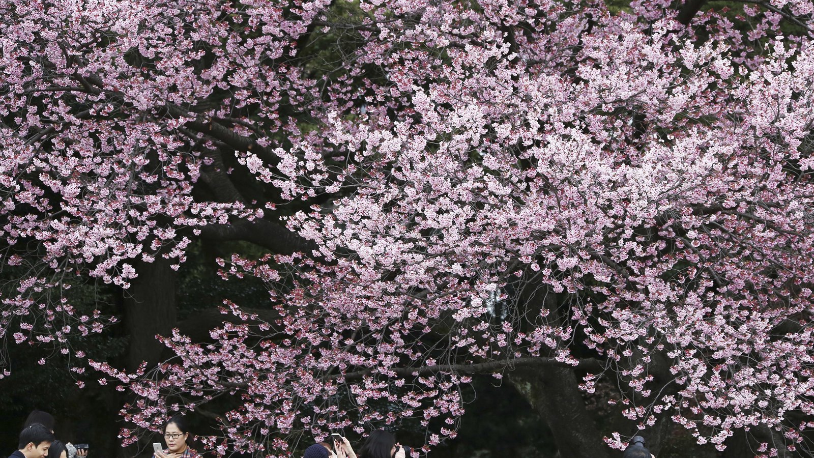 Confused By Climate Change Japan S Famous Cherry Blossoms Bloom Six Months Early
