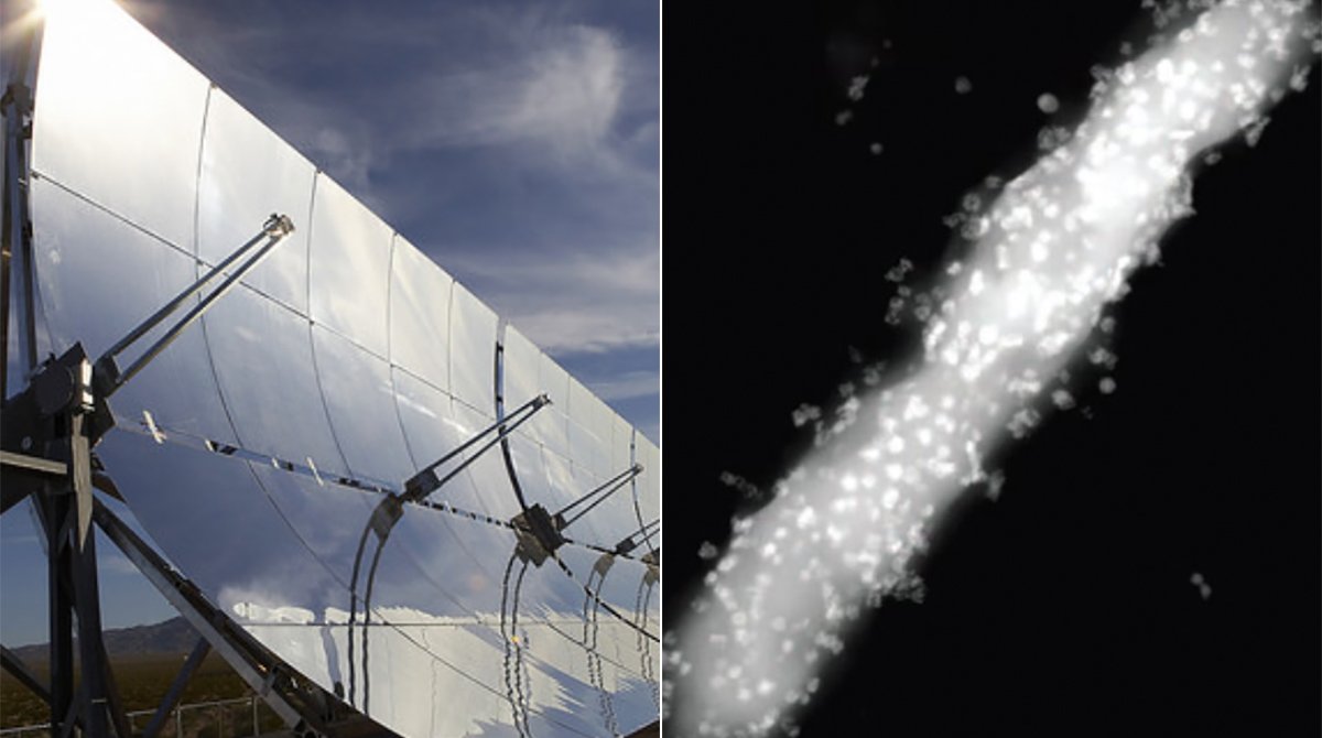 In Major Breakthrough, Scientists Discover Bacteria That Can Produce Energy