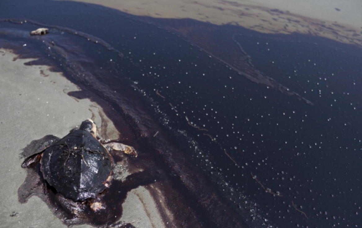 The BP Oil Spill Research Led to the Discovery of 60 New Species