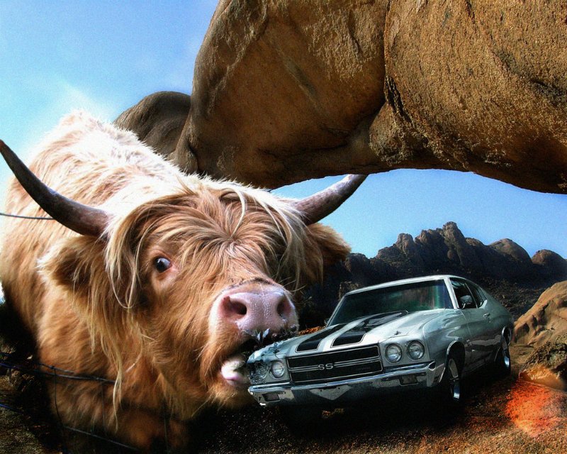 5 Good Reasons You Should Care About Cow Farts & Cow Burps