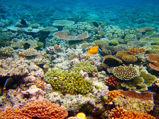 Disappearing places - Great Barrier Reef - body.jpg