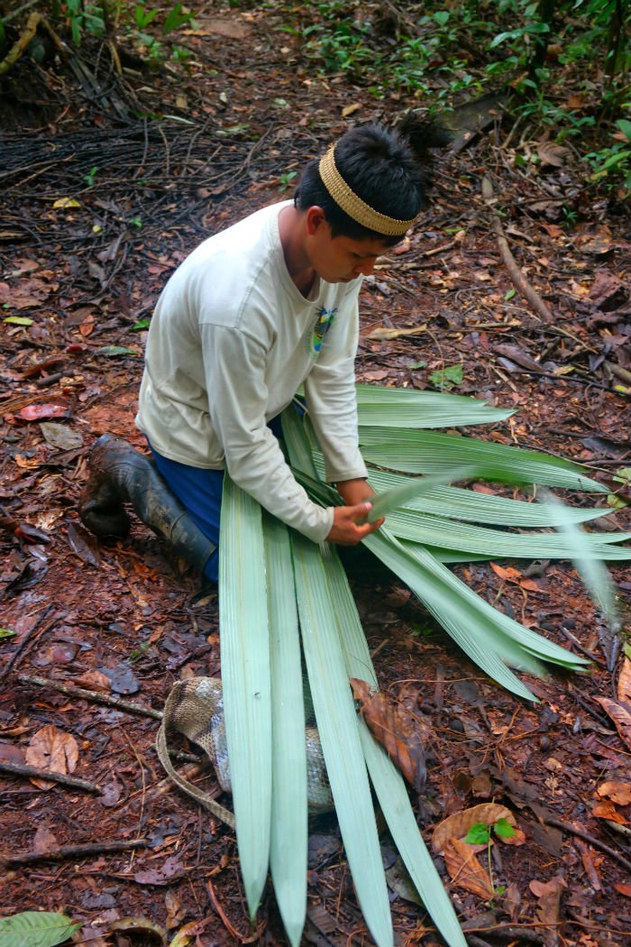 4 Known Medicines With Roots In The Amazon Rainforest