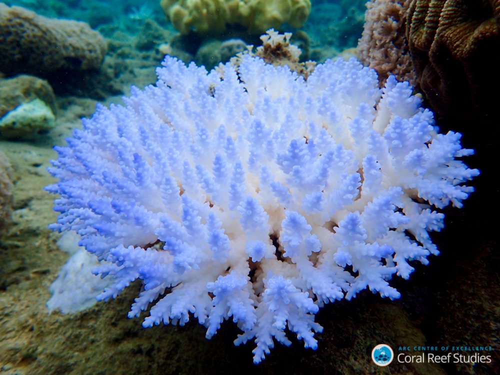 Baby Coral Declined by 89 Across the Great Barrier Reef