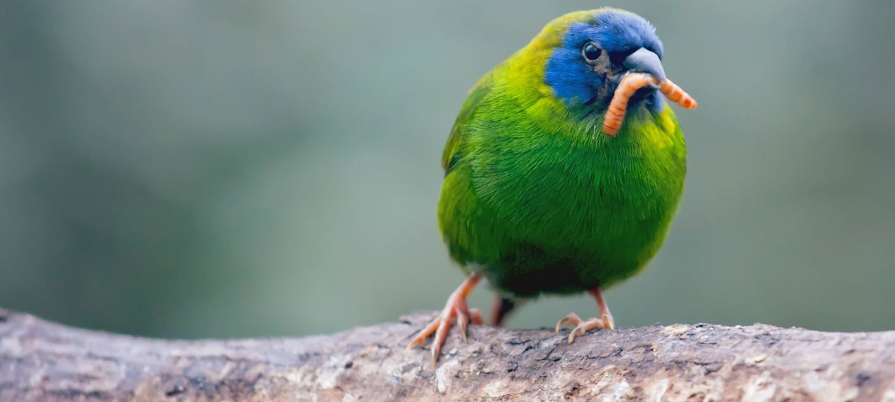 can worms rid the planet of plastic can worms rid the planet of plastic