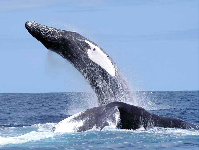 humpback whale