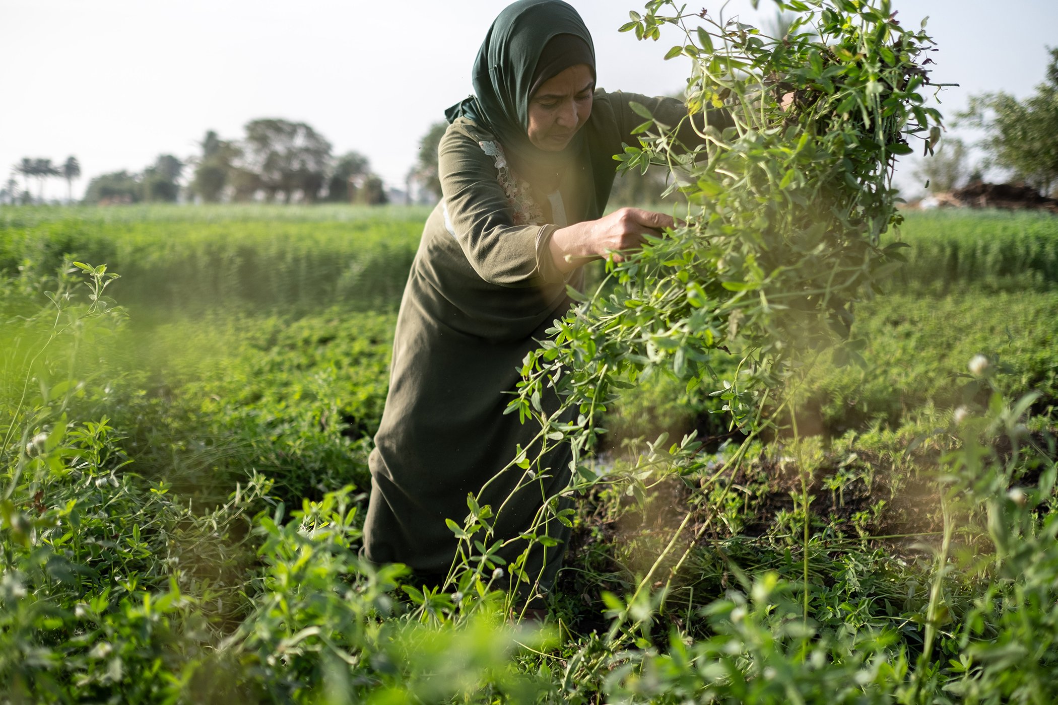 Challenges Facing Egyptian Farmers.