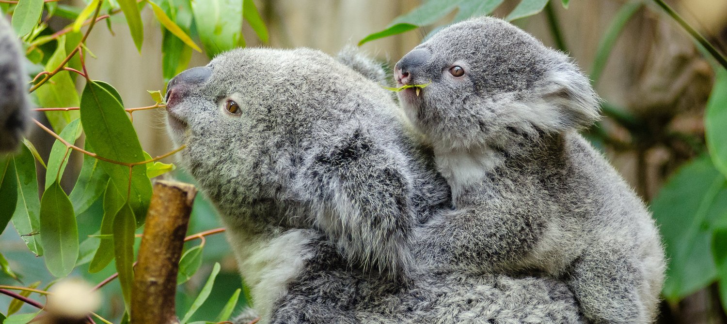Dozens of Koalas Found 'Massacred' After Their Habitat Was Destroyed by