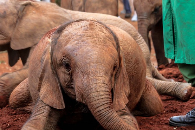 Baby elephants are often orphaned because their mothers and families were killed for ivory. Hong Kong makes a move to end ivory trade- Flickr: G.S. Mathews- Body 1.jpg