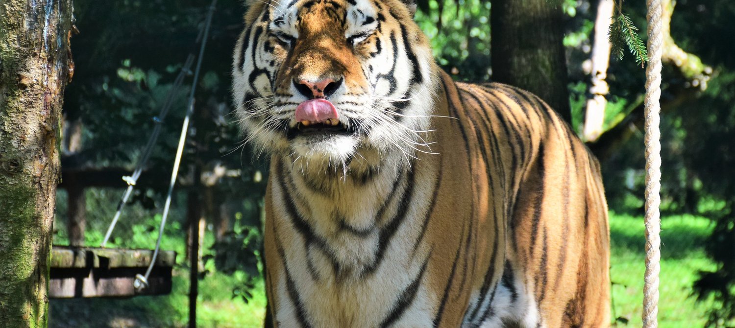 India’s Bengal Tiger Population Rises By 33% In 4 Years