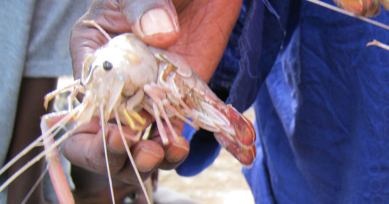 This Marine Creature Could Help Fight a Terrible Disease and Alleviate ...