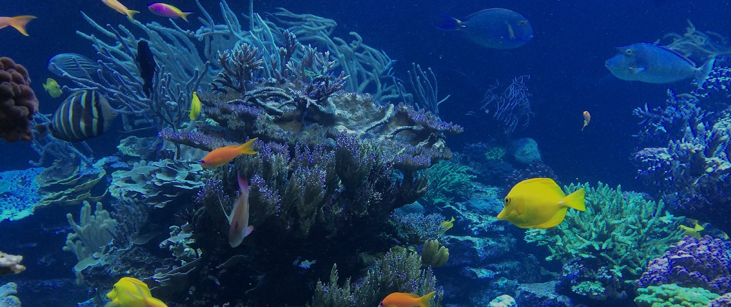 Global Goal 14 Protecting the oceans