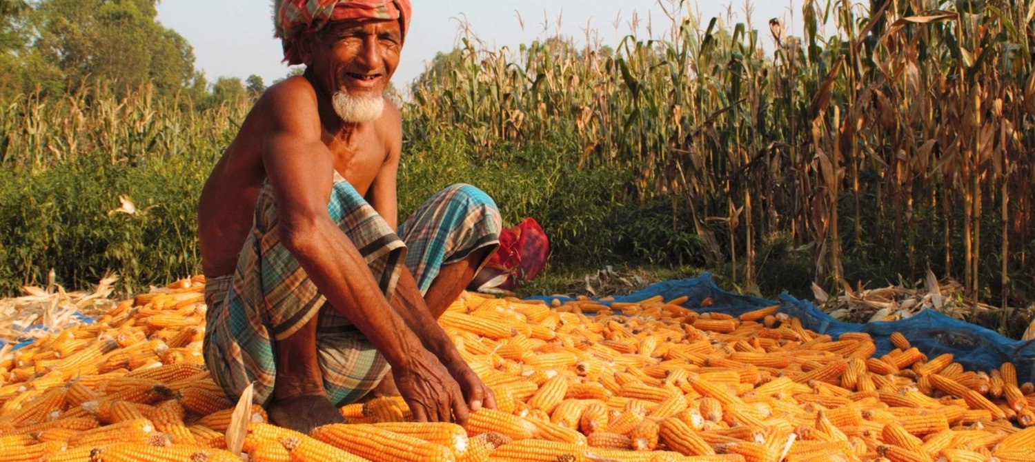 How Bangladesh's Flood-Prone North Is Using Corn to Lift Itself Out of Poverty - Vimarsana News