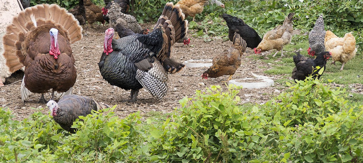 why it s worth it to meet your meat this thanksgiving did you know americans gobble up nearly 46 million turkeys on thanksgiving