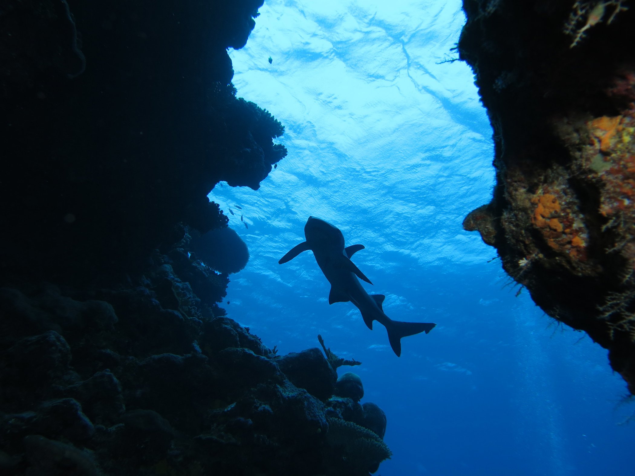 Blue Nature Alliance-Conservation-Oceans-006.jpg