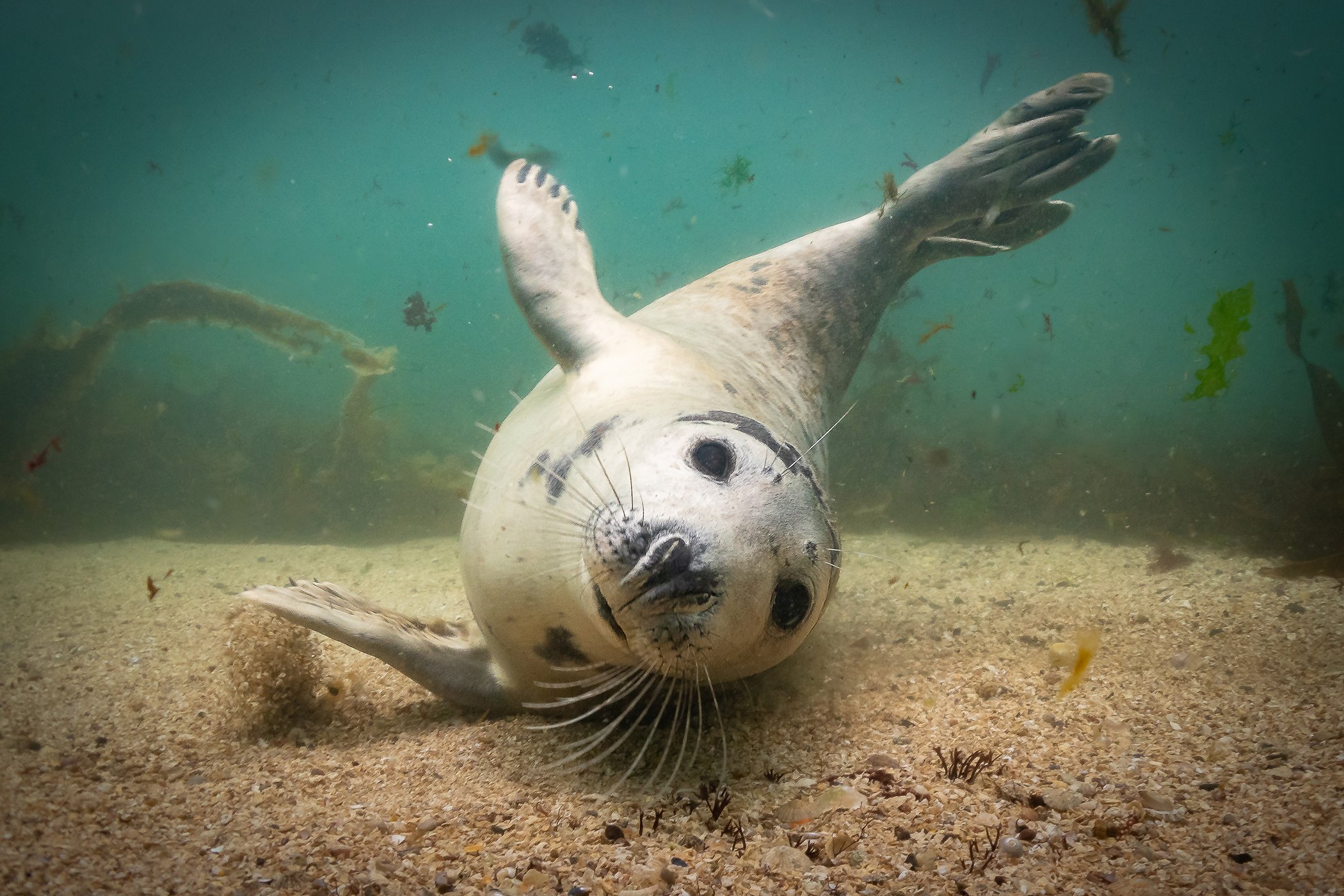 UnderwaterPhotographerOfTheYear_1201MartinEdser_016.jpg