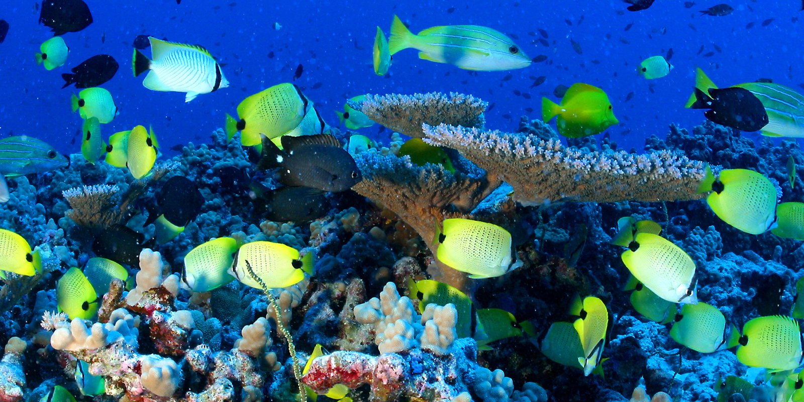 Hawaii Lawmakers OK Ban on All Sunscreens Harmful to Coral Reef