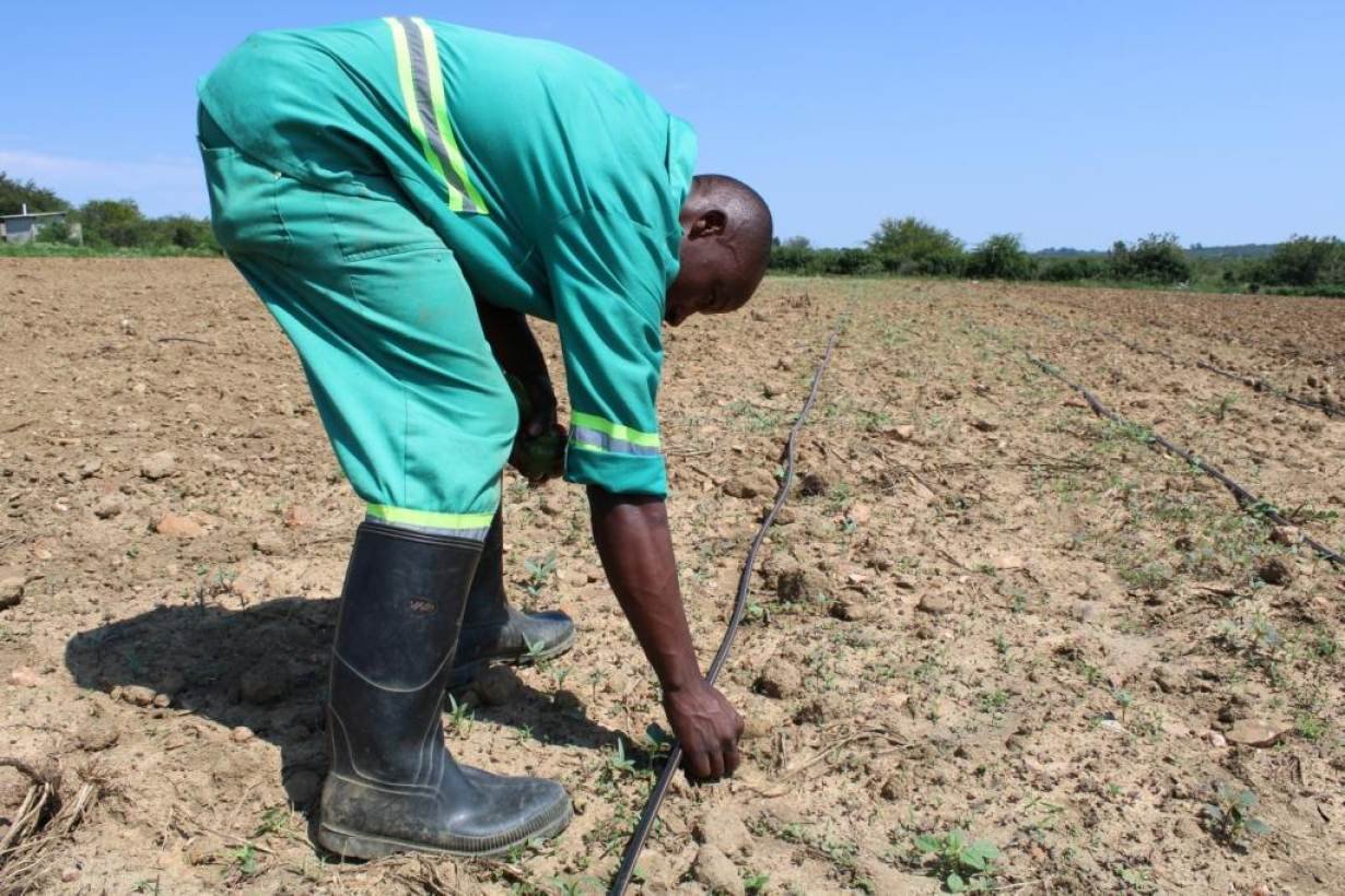 Zimbabwe Farmers Are Growing Vegetables to Fight Drought