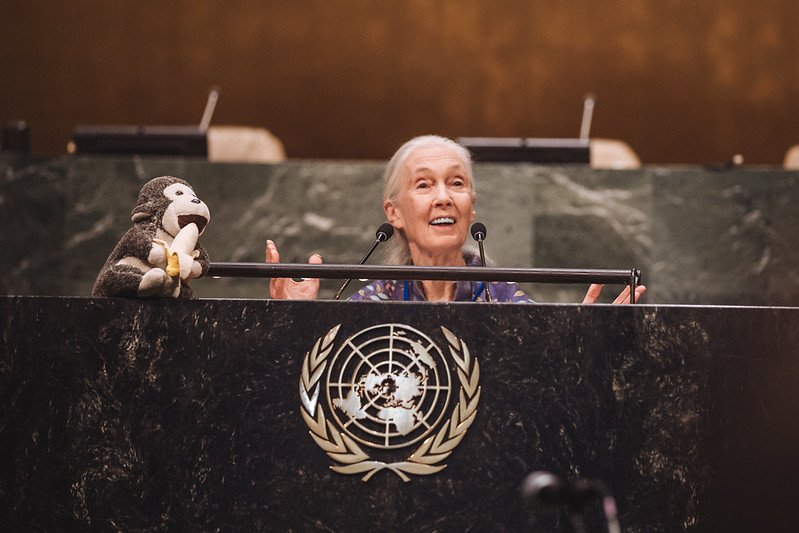 Dr Jane Goodall delivering a speech at the United Nations General Assembly.