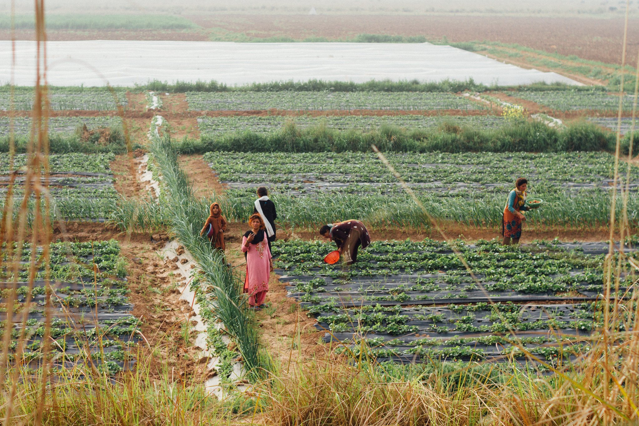5 Countries Where Women Play a Vital Role in Agriculture