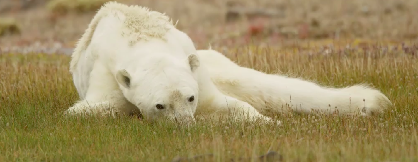 Спят соседи белые медведи. Белый медведь с медвежатами в берлоге. Видео про бел. Белый медведь арзамас. Белый медведь линяет.
