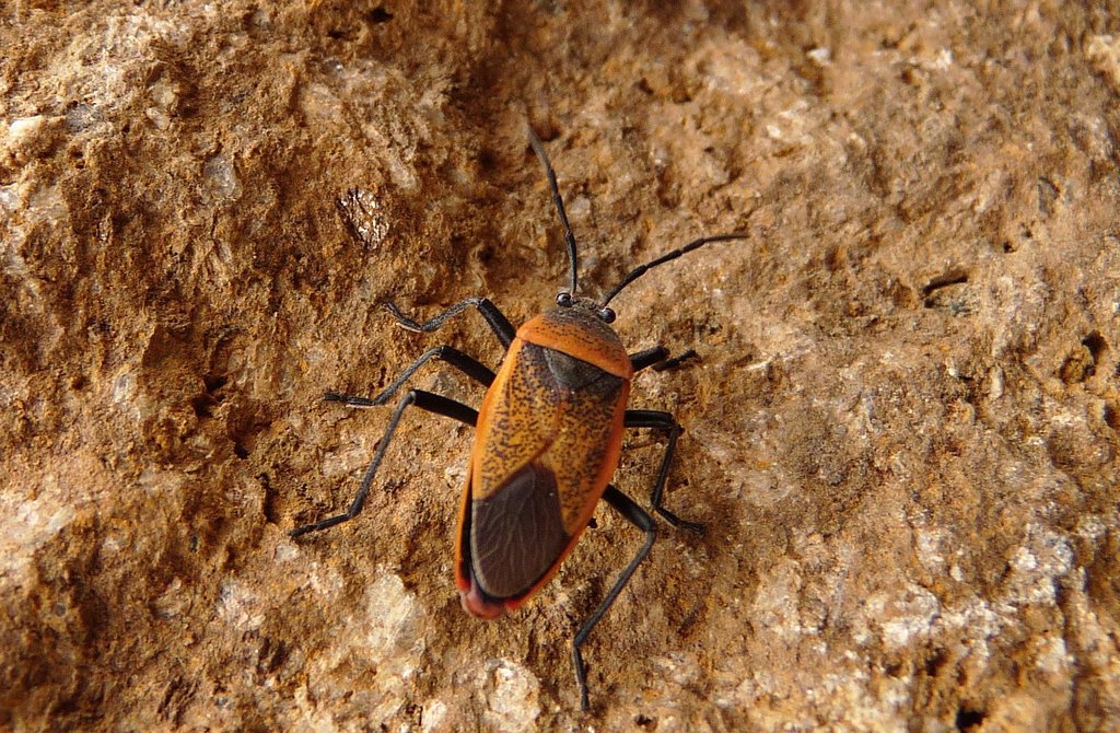 besos insecto parásito de sangre