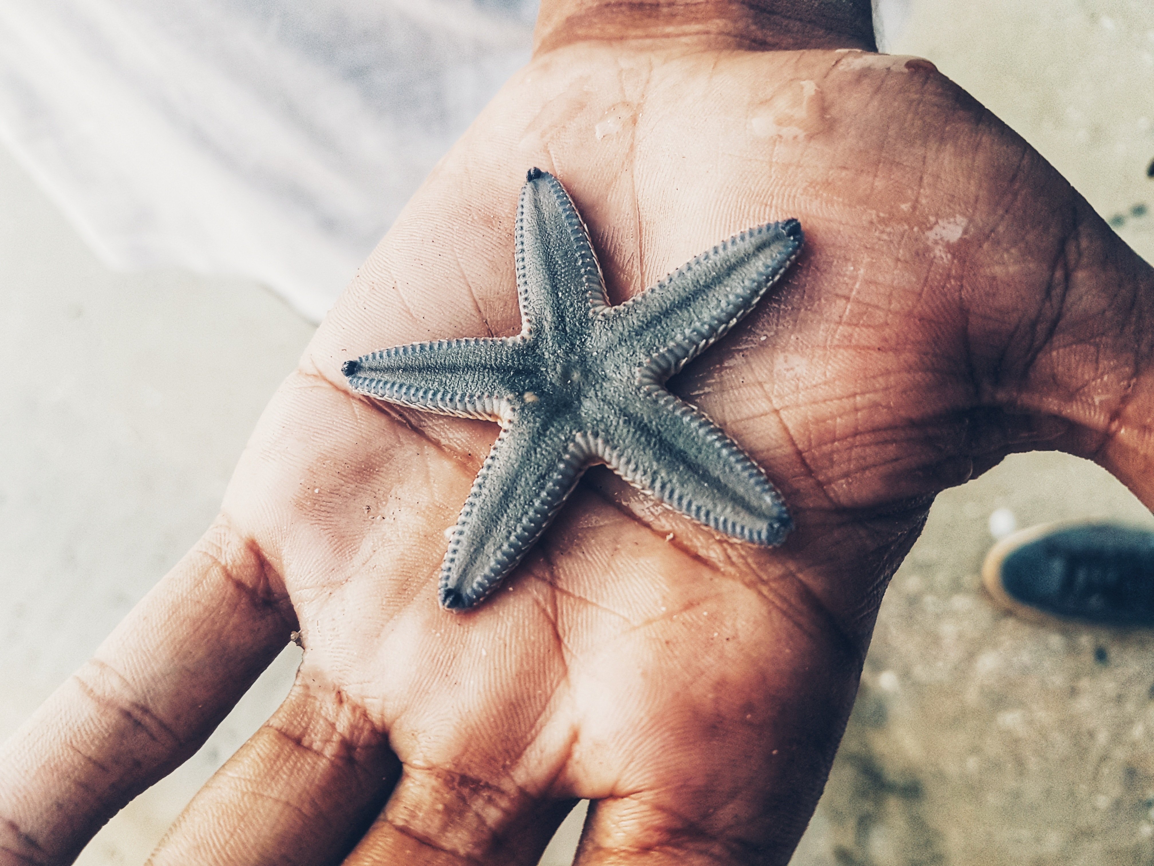 Starfish sea star