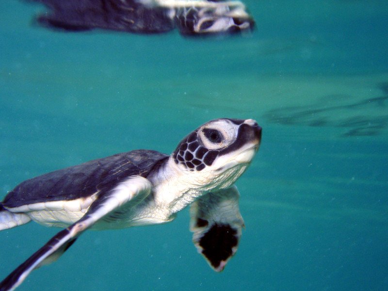 green-sea-turtle-msullivan-NOAA_permit1013707.jpg