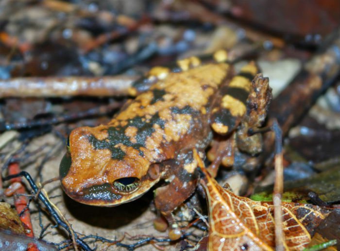 4 Known Medicines With Roots In The Amazon Rainforest