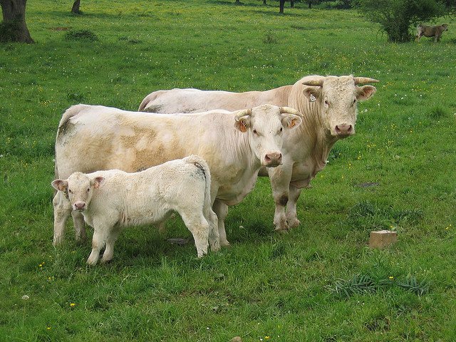 Cows in a field