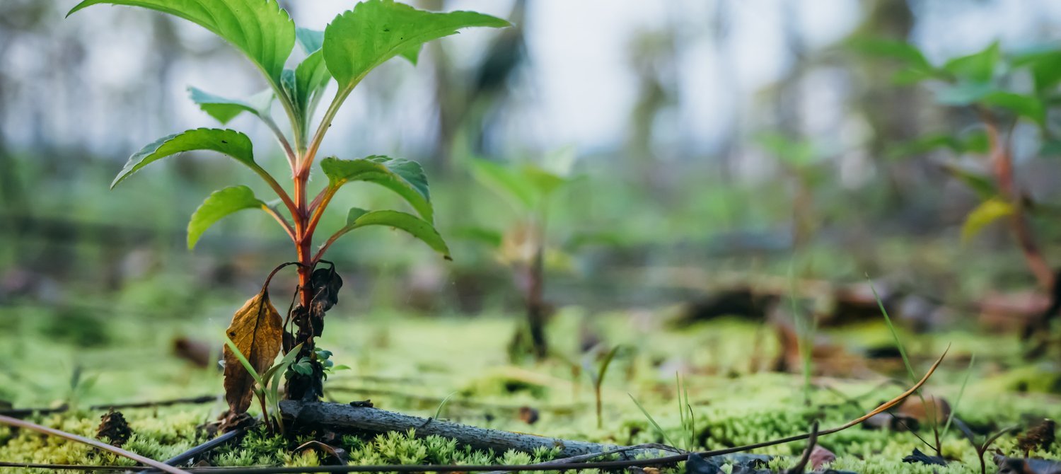 New Zealand Wants People to Turn Their 2020 Disappointments Into Trees of Hope - Vimarsana News