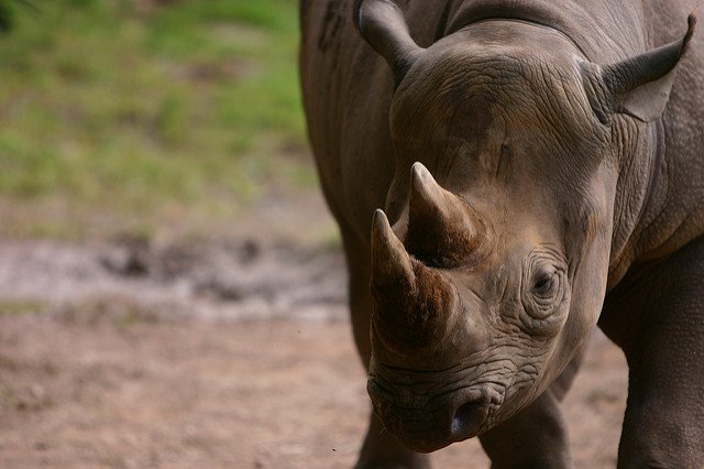 The Top Five Animals That Poachers Are Hunting Into Extinction The Top Five Animals That Poachers Are Hunting Into Extinction